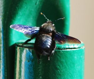 Close-up of insect on leaf