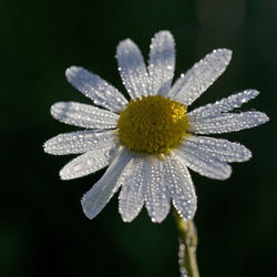 Close-up of raindrops on white flower