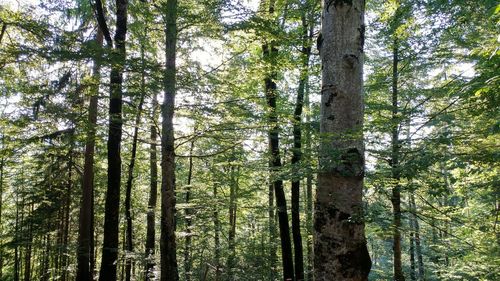 Pine trees in forest against sky