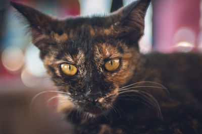 Close-up portrait of cat