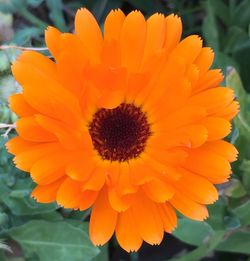 Close-up of orange flower