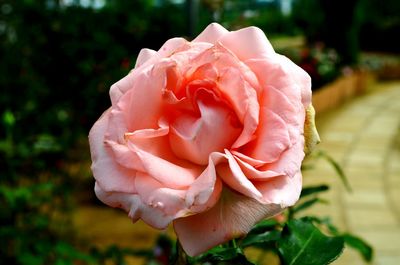 Close-up of rose against blurred background