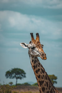 Close-up of giraffe against sky