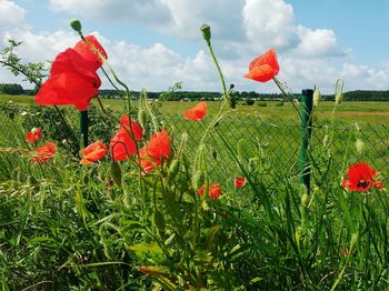 Close-up of poppies blooming on field against sky