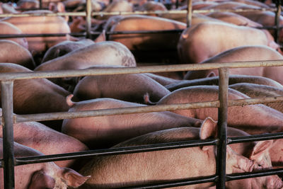 Full frame shot of pigs in a cage