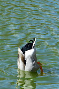 Duck swimming in lake