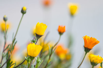 Close-up of yellow flowers blooming outdoors