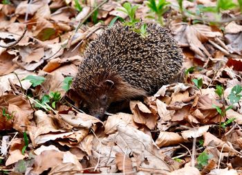 High angle view of a hedgehog and dry leaves on field