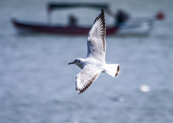 Seagull flying over sea