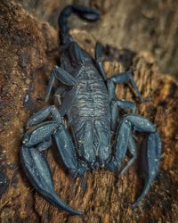 Black scorpion on wood