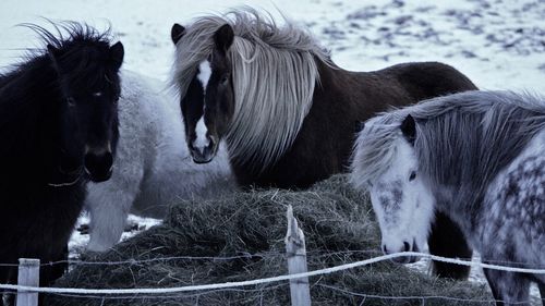 Two horses