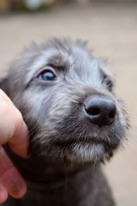 Close-up of hand holding dog