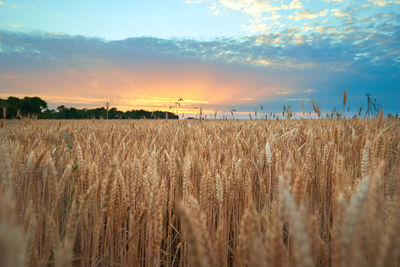 Scenic view of wheat field against sky