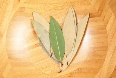 High angle view of leaves on table