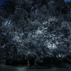 Rear view of man standing amidst trees at night