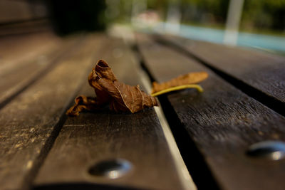 Close-up of lizard on wood