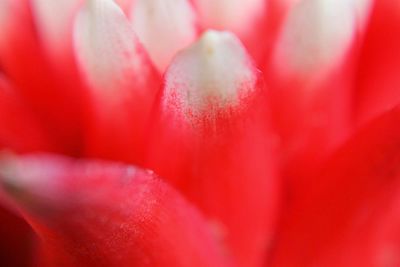 Close-up of pink flower