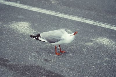 High angle view of seagull on road