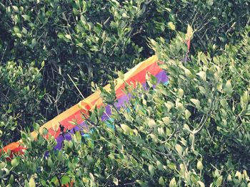 Multi colored flags hanging on tree