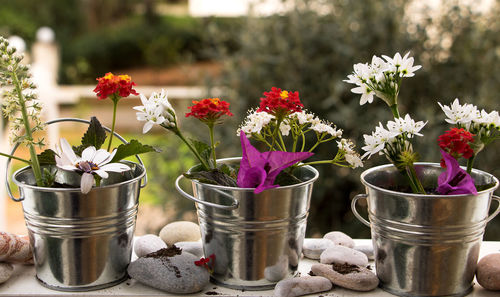 Close-up of potted plants in pot