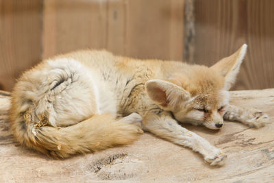 Close-up of fox resting