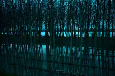 Reflection of trees in lake