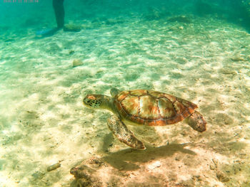 View of turtle in sea