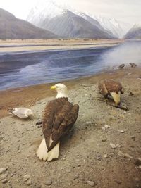 View of a duck on the lake