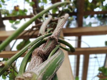 Close-up of tree branch