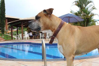 Portrait of dog swimming in pool against clear sky