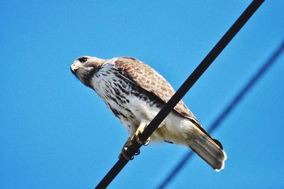 Low angle view of hawk  perching on blue sky