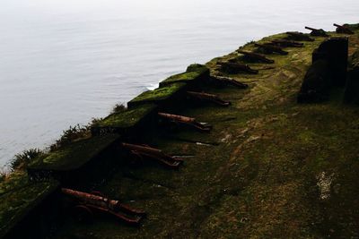 High angle view of moss on shore