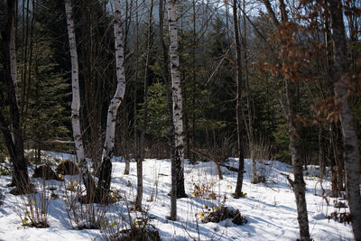 View of trees on snow covered land