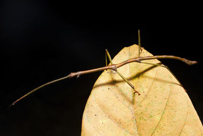 Close-up of insect on dry leaf against black background