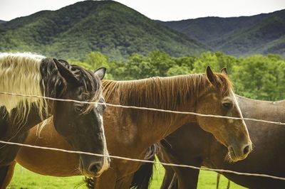 Horses grazing on field