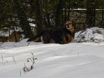 Ma dog in snow covered field