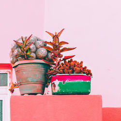 Close-up of potted plant on table against wall