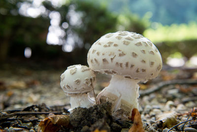 Close-up of mushroom on field