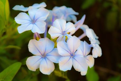 Close-up of white flowers blooming outdoors