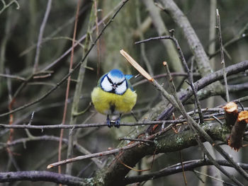 Close-up of bird perching on branch