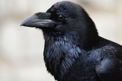 Close-up of raven 