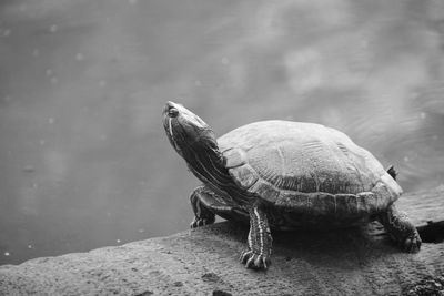 Close-up of turtle on rock