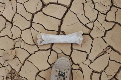 Low section of person by bone on barren land