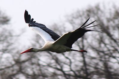 Low angle view of a stork flying