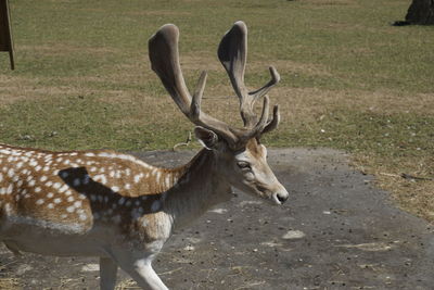 Deer in a field