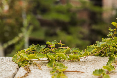 Close-up of plant