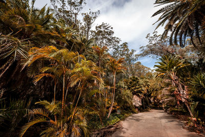 Footpath amidst palm trees against sky