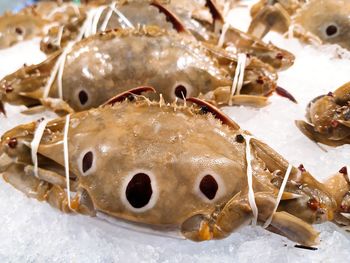 Close-up of fish for sale in market