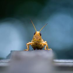 Grasshopper smiles in the park 