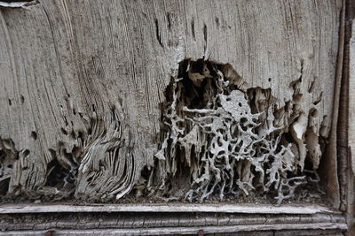 Close-up of old tree trunk